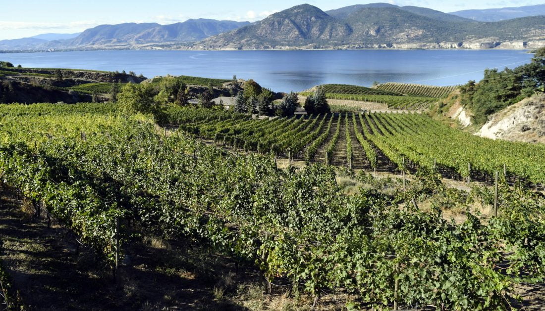 Okanagan Lake Winery vinyards sloping to lake mountains in background Okanagan Splendour