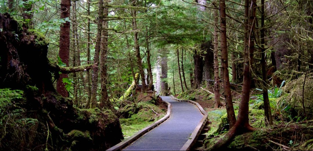 boardwalk through forest tow hill haida gwaii