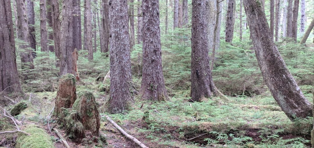 ferns and tree trunks of forest Haida Gwaii