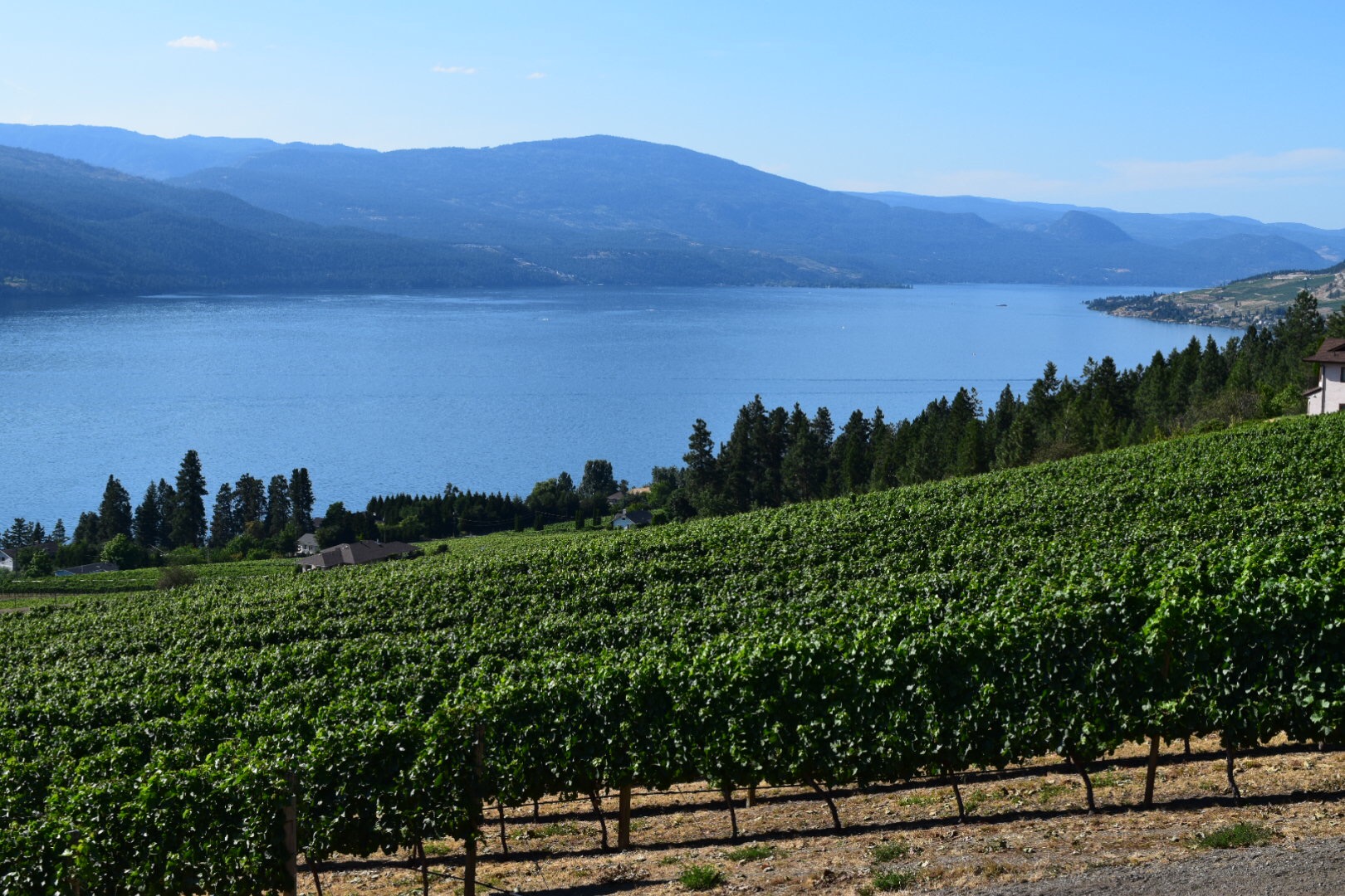 Winery Taken By Hayden Nagel